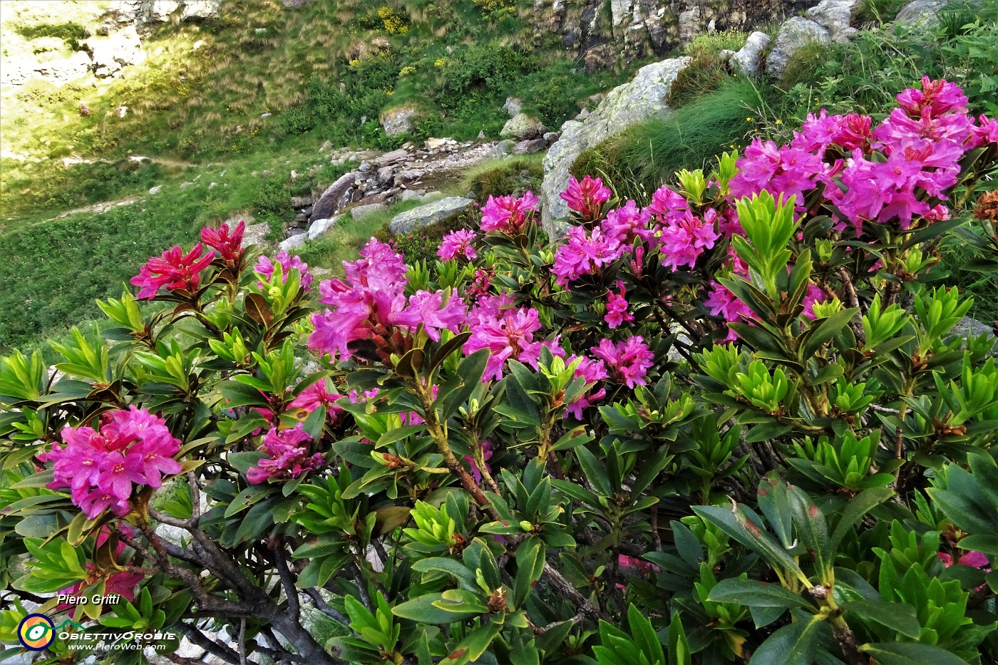 20 Rododendro rosso (Rhododendron ferrugineum).JPG